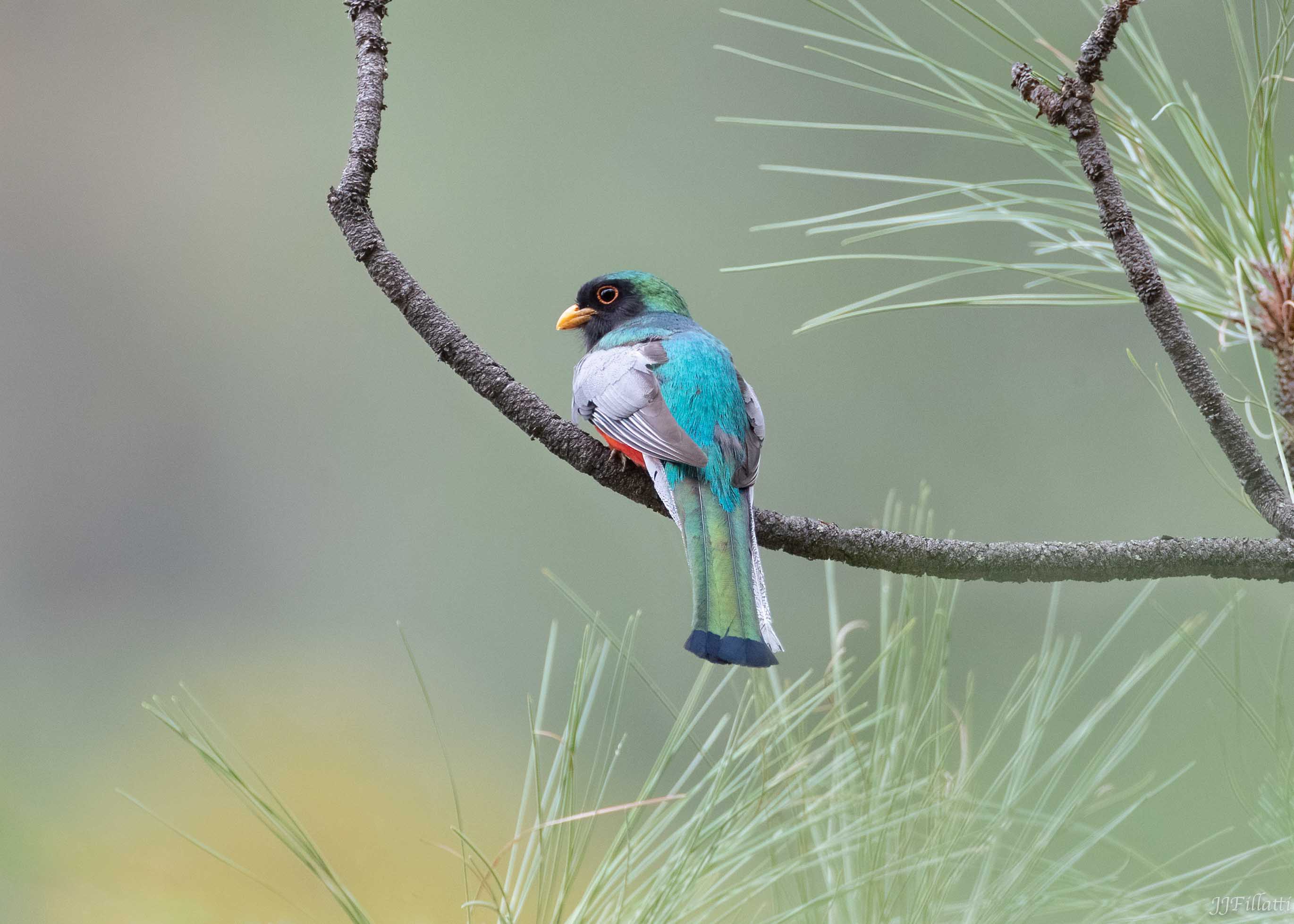 bird of arizona image 36